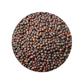 Sementes de Mostarda Inteiras Castanhas Sarepta Brassica Juncea Biológicas