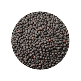 Sementes de Mostarda Inteiras Pretas Brassica Nigra Biológicas